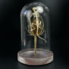 Squelette de souris des champs sur chardon sous cloche de verre (dos)