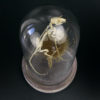 Squelette de souris des champs sur chardon sous cloche de verre (dessus)