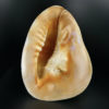 Grand casque cornu Cassis cornuta coquille d'escargot de mer (dessous)