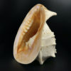 Grand casque cornu Cassis cornuta coquille d'escargot de mer (3/4)