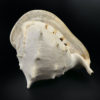 Grand casque cornu Cassis cornuta coquille d'escargot de mer (dessus)