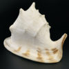 Grand casque cornu Cassis cornuta coquille d'escargot de mer (3/4)