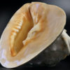 Grand casque cornu Cassis cornuta coquille d'escargot de mer (3/4)