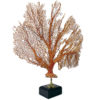 Grande gorgone rouge Gorgonian sur pied en marbre noir et laiton (3/4)