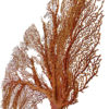Grande gorgone rouge Gorgonian sur pied en marbre noir et laiton (détail)