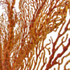 Grande gorgone rouge Gorgonian sur pied en marbre noir et laiton (détail)