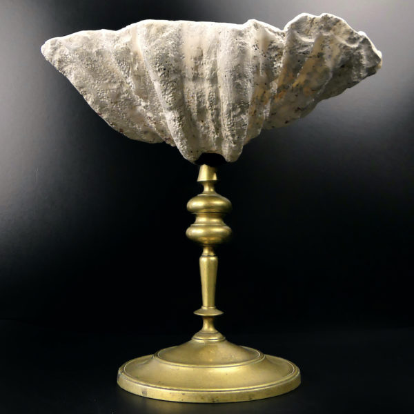 Coquille de bénitier Tridacna sur pied en bronze antique (face)