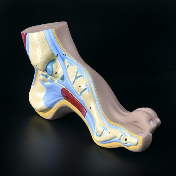 Modèle anatomique de pied en coupe polychrome (3/4)
