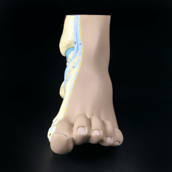 Modèle anatomique de pied en coupe polychrome (face)