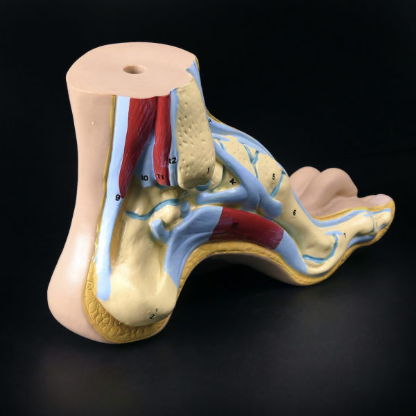 Modèle anatomique de pied en coupe polychrome (3/4 dos)