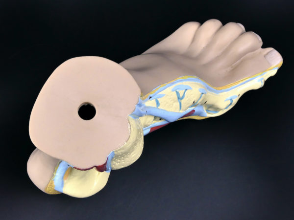 Modèle anatomique de pied en coupe polychrome (dessus)