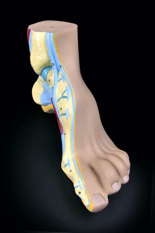 Modèle anatomique de pied en coupe polychrome (face)