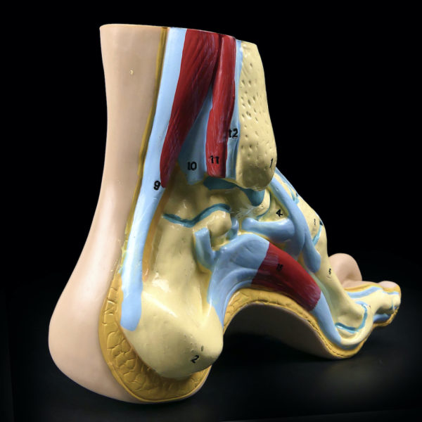Modèle anatomique de pied en coupe polychrome (3/4 dos)