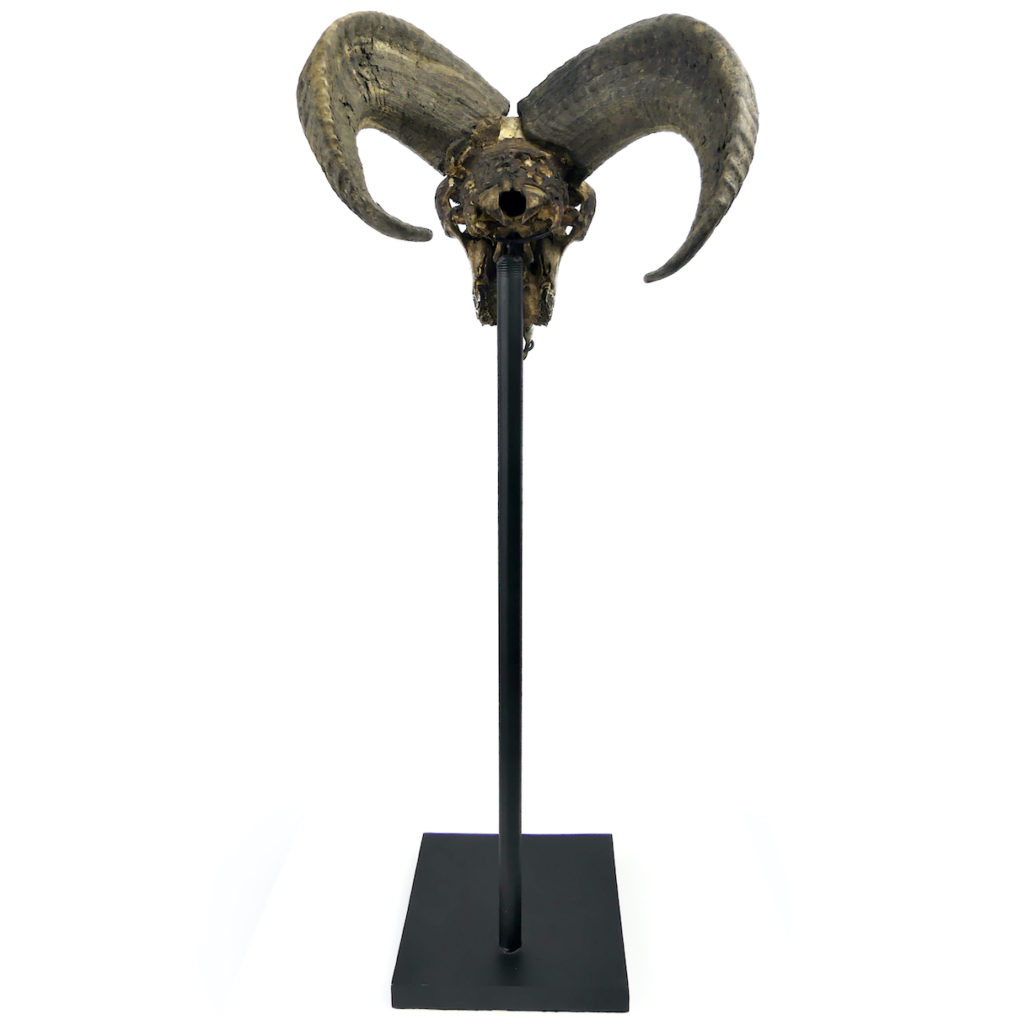 Sculpture Murale Crâne Bélier Corse Design Toscano - Fausse Taxidermie - 45,75 Cm - Polyrésine