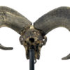 Crâne de bélier ciselé sur socle Ovis aries Artisanat balinais (dos)