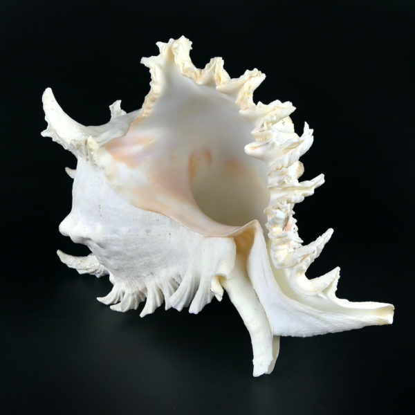 Grand murex ramosus Chicoreus ramosus coquillage de collection (dessous 3/4)
