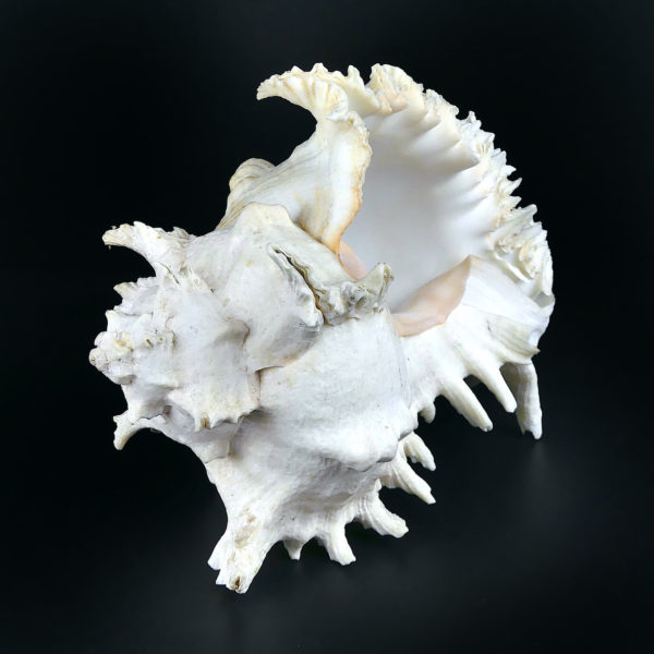 Grand murex ramosus Chicoreus ramosus coquillage de collection (profil)