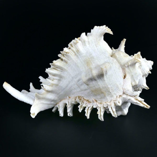 Grand murex ramosus Chicoreus ramosus coquillage de collection (profil)
