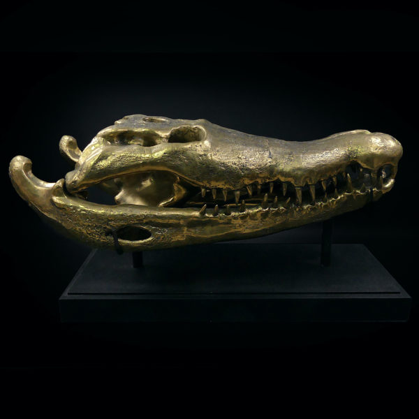 Grand crâne de crocodile en bronze recyclé doré sur socle noir (profil)