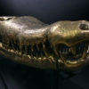 Grand crâne de crocodile en bronze recyclé doré sur socle noir (3/4)