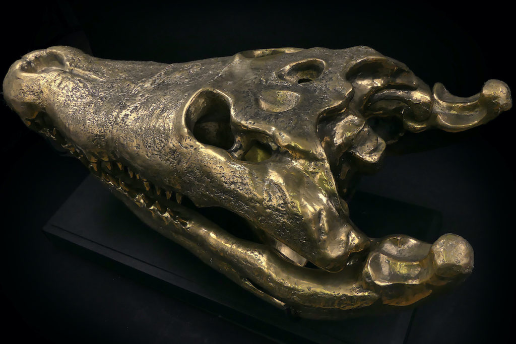 Grand Crâne De Crocodile Crocodylus Porosus En Bronze