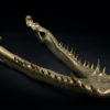 Grand crâne de crocodile en bronze recyclé doré sur socle noir (mandibule)