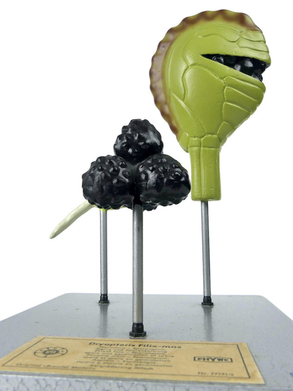 Modèle botanique fougère mâle Dryopteris filix-mas Brendel 1950 (détail)