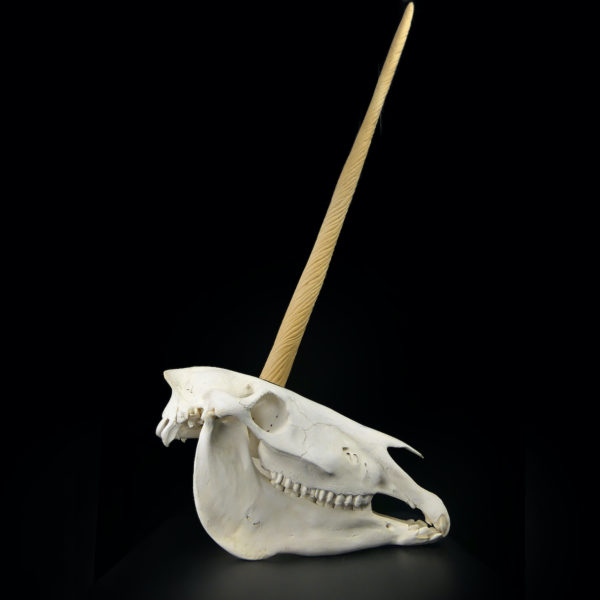 Crâne de licorne véritable crâne d’équidé et rostre de narval moulé (profil)