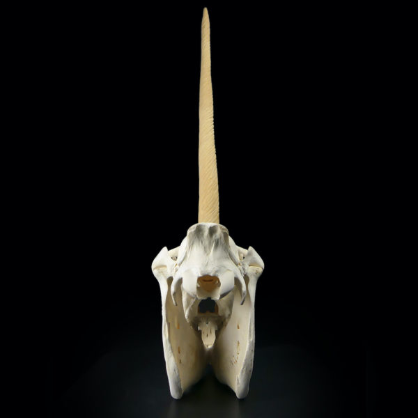 Crâne de licorne véritable crâne d’équidé et rostre de narval moulé (dos)