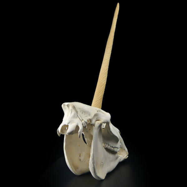 Crâne de licorne véritable crâne d’équidé et rostre de narval moulé (3/4 dos)
