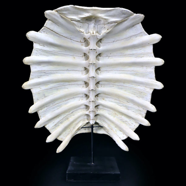 Carapace de tortue molle d’eau douce Dogania subplana sur socle (intérieur)