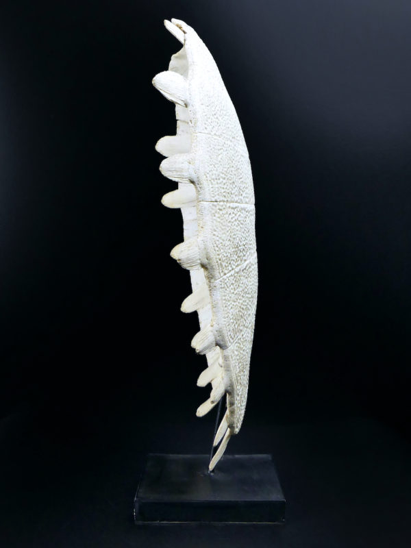 Carapace de tortue molle d’eau douce Dogania subplana sur socle (profil)