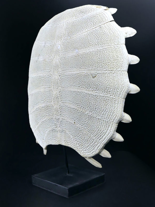 Carapace de tortue molle d’eau douce Dogania subplana sur socle (3/4)