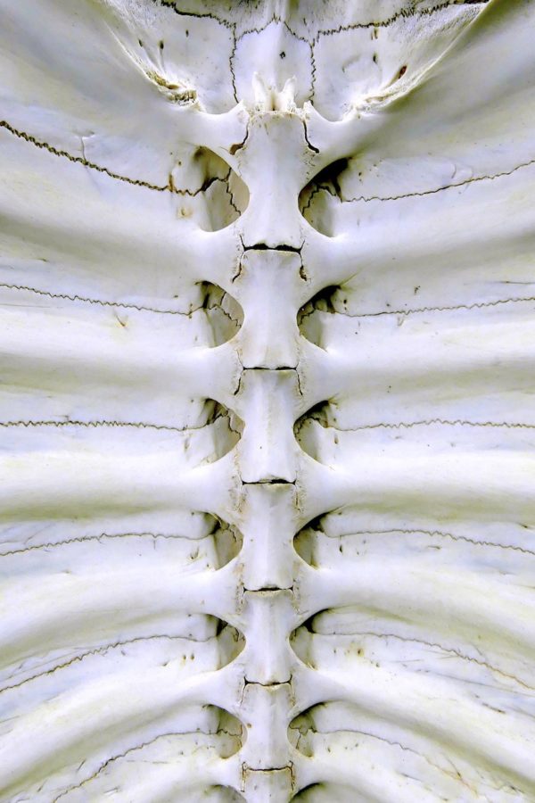 Carapace de tortue molle d’eau douce Dogania subplana sur socle (détail)