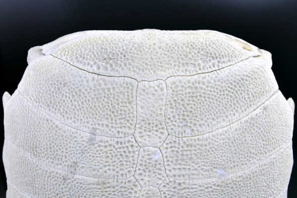 Carapace de tortue molle d’eau douce Dogania subplana sur socle (détail)