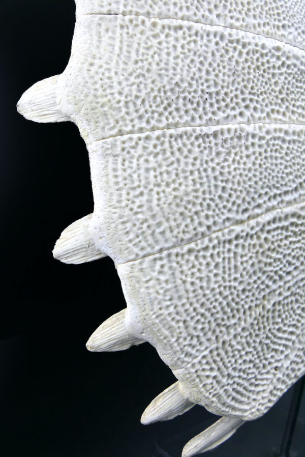 Carapace de tortue molle d’eau douce Dogania subplana sur socle (détail)