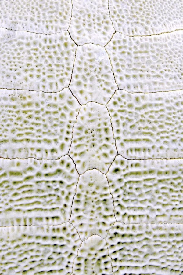 Carapace de tortue molle d’eau douce Dogania subplana sur socle (détail)