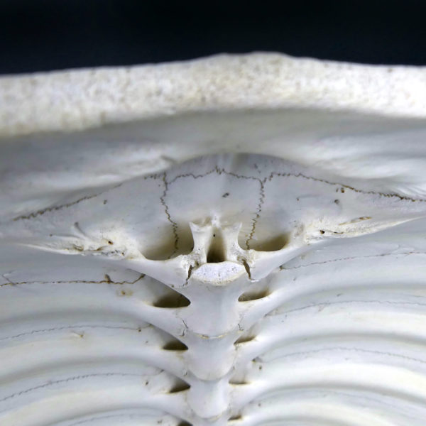 Carapace de tortue molle d’eau douce Dogania subplana sur socle (détail)