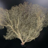 Gorgone blanche Gorgonian sur pied en bois tourné noir (face)
