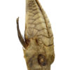Grand malarmat Peristedion cataphractum poisson sur pied (détail)