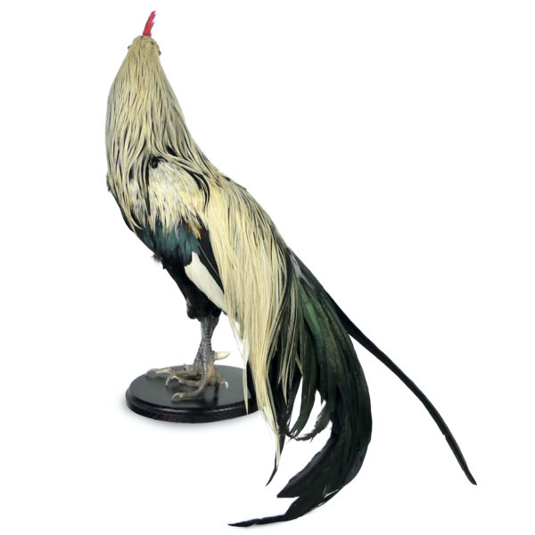 Coq Onagadori à longue queue naturalisé sur socle Japon (3/4 dos)