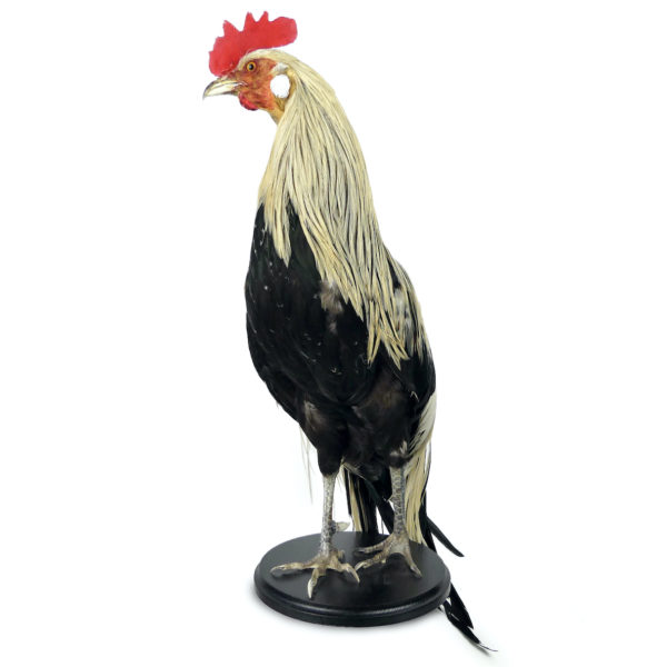 Coq Onagadori à longue queue naturalisé sur socle Japon (face)