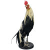 Coq Onagadori à longue queue naturalisé sur socle Japon (3/4)