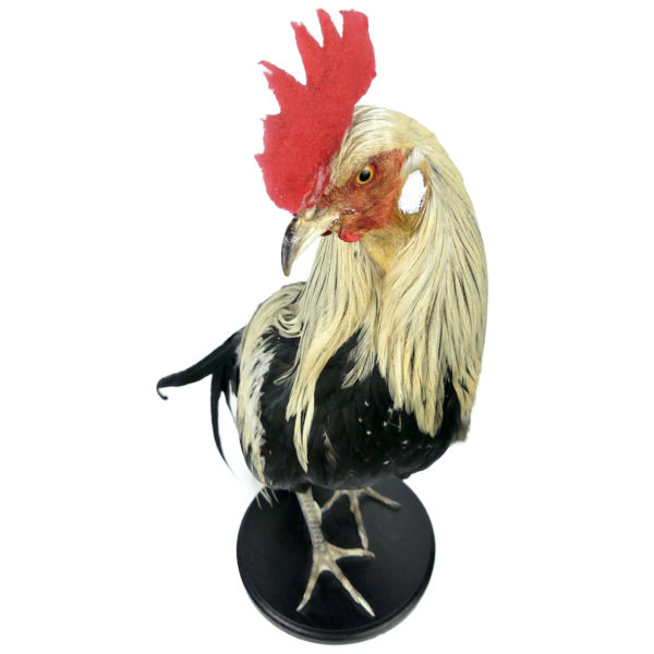 Coq Onagadori à longue queue naturalisé sur socle Japon (dessus)