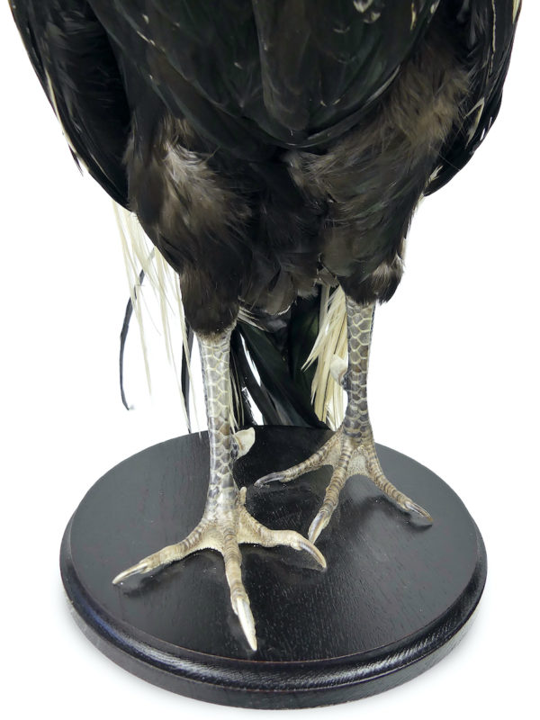 Coq Onagadori à longue queue naturalisé sur socle Japon (détail)