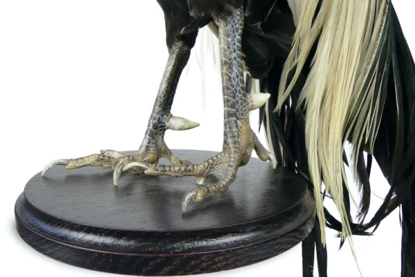 Coq Onagadori à longue queue naturalisé sur socle Japon (détail)