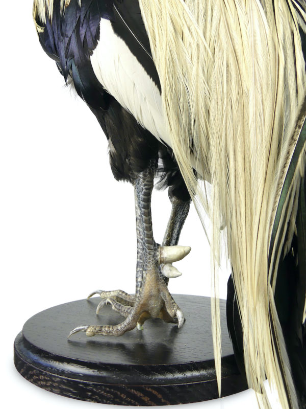 Coq Onagadori à longue queue naturalisé sur socle Japon (détail)