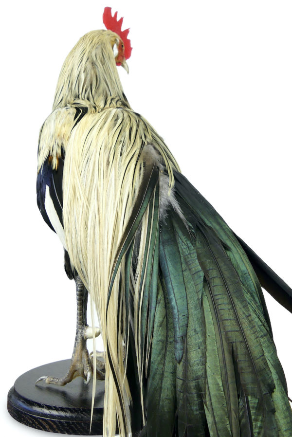 Coq Onagadori à longue queue naturalisé sur socle Japon (dos)