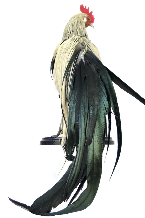 Coq Onagadori à longue queue naturalisé sur socle Japon (dos)