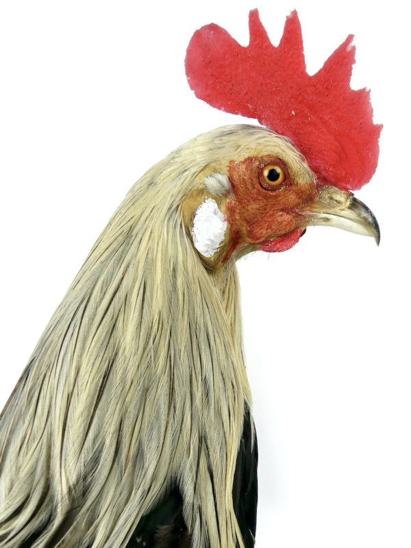 Coq Onagadori à longue queue naturalisé sur socle Japon (détail)